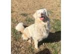 Adopt Albi a Tan/Yellow/Fawn Australian Shepherd / Mixed dog in GRANBURY