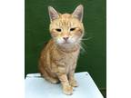 Adopt Pig-Pen a Orange or Red Domestic Shorthair / Domestic Shorthair / Mixed