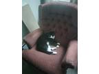 Adopt Hey You or Hey Doe a Black & White or Tuxedo Domestic Shorthair / Mixed