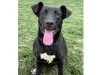 Adopt Navy a Black Mixed Breed (Large) / Mixed dog in Gwinn, MI (38999147)