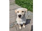 Adopt Juno a White - with Tan, Yellow or Fawn Husky / Great Pyrenees / Mixed dog