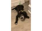 Adopt Demi a Black - with White Border Collie / Poodle (Standard) / Mixed dog in