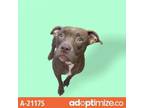 Adopt TUSC-Stray-tu4041 a Terrier, Boxer