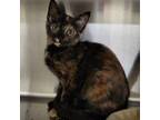 Adopt Cinnamon 24288 a Domestic Short Hair