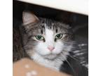 Adopt Stormy - Bonded Buddy With - Pluto a Domestic Medium Hair
