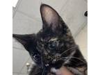 Adopt Elara a Domestic Short Hair