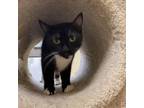 Adopt Mazine a Domestic Short Hair