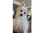 Adopt Pink a Pomeranian