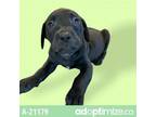 Adopt TUSC-Stray-tu4041_4 a Labrador Retriever
