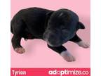 Adopt Tyrion a Black Labrador Retriever, Mixed Breed