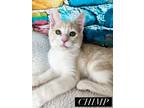 Adopt Chimp a Domestic Short Hair, American Shorthair