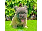 Fluffy French Bulldog (Grizz)