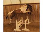 Talented Canadian Sport Horse