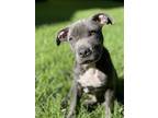 Adopt ROSEMARY a Gray/Silver/Salt & Pepper - with White Staffordshire Bull