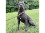 Adopt Peppa Pittie a Gray/Silver/Salt & Pepper - with Black Pit Bull Terrier /