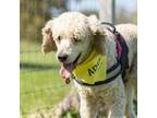 Adopt Rusty a Tan/Yellow/Fawn Standard Poodle dog in Whitby, ON (39015479)