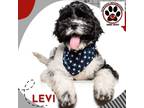 Adopt LEVI a White Schnauzer (Miniature) / Mixed dog in Aurora, CO (39015185)