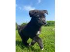 Adopt Brandy a Black - with White Labrador Retriever / Husky / Mixed dog in