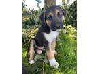 Adopt Molson a Tricolor (Tan/Brown & Black & White) Labrador Retriever / Husky /