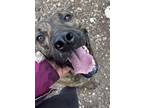 Adopt CHARLIE a Brindle American Staffordshire Terrier / Great Dane dog in