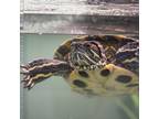 Adopt Josephina a Turtle - Water reptile, amphibian, and/or fish in Golden