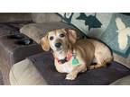 Adopt Turk a Tan/Yellow/Fawn - with White Dachshund dog in Mooresville