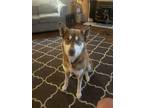 Adopt Maggie a White - with Red, Golden, Orange or Chestnut Husky / Mixed dog in
