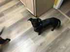 Adopt Peanut a Black Basset Hound / Dachshund / Mixed dog in Avondale Estates