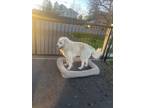 Adopt Simba a White Great Pyrenees / Mixed dog in Elk Grove, CA (39006683)