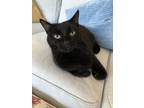 Adopt Pocus a All Black Bombay / Mixed (short coat) cat in Winter Garden