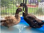 Adopt Simon and Schuster a Brown Duck bird in New York, NY (39004256)