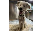Adopt Canon a White Australian Shepherd / Mixed dog in GRANBURY, TX (39002964)