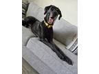 Adopt Phoebe a Great Dane