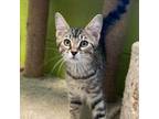Adopt Channing a Tabby