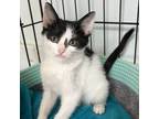 Adopt Barry a Domestic Short Hair