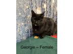 Adopt Georgie a Black (Mostly) Domestic Mediumhair (medium coat) cat in