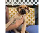 Adopt Gimley (Lord of the rings litter) a Labrador Retriever, Black Mouth Cur