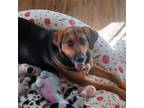 Adopt Ivy a Brown/Chocolate German Shepherd Dog / Beagle / Mixed dog in Colorado