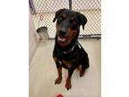 Adopt Milo a Black Rottweiler / Mixed dog in Frederick, MD (39027545)