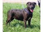 Adopt Kelly a Black Retriever (Unknown Type) / Mixed dog in Taylorsville