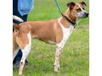 Adopt Oscar a Brown/Chocolate Cattle Dog / Basenji / Mixed dog in Cordova