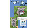 Adopt Steven a Brindle American Pit Bull Terrier / Catahoula Leopard Dog / Mixed