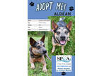 Adopt Aldean a Red/Golden/Orange/Chestnut Australian Cattle Dog / Mixed dog in
