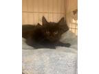 Adopt Nova-kitten a All Black Domestic Mediumhair / Mixed (medium coat) cat in