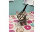 Adopt Janelle-kitten a Brown Tabby Domestic Shorthair / Mixed (short coat) cat