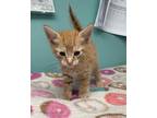 Adopt Jace-kitten a Orange or Red Domestic Shorthair / Mixed (short coat) cat in