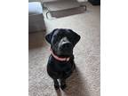Adopt frank a Black Labrador Retriever / Rottweiler / Mixed dog in Clovis