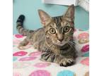 Adopt Jewel a Calico or Dilute Calico Domestic Shorthair / Mixed (short coat)