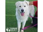 Adopt TYLER a White Great Pyrenees / Mixed dog in Tucson, AZ (39018528)