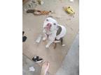 Adopt Petunia a White - with Brown or Chocolate American Pit Bull Terrier /